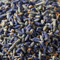 Lavendar