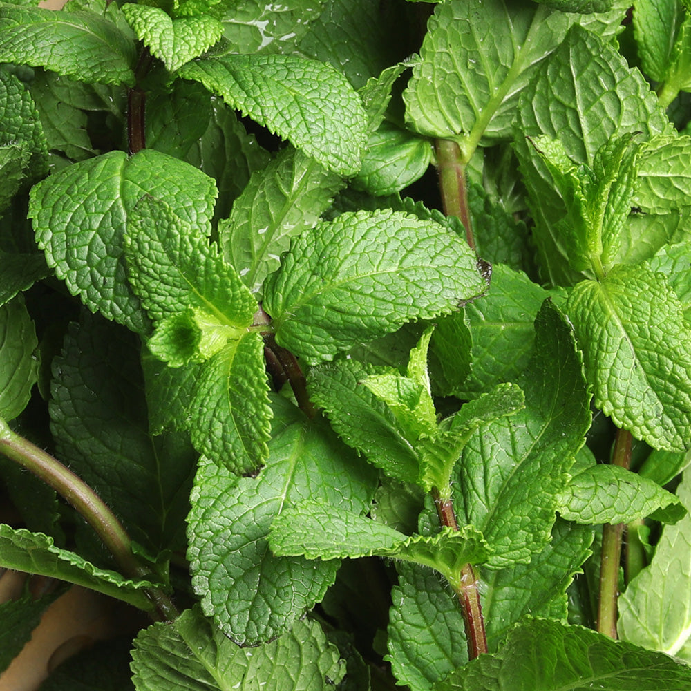 Fresh Mint